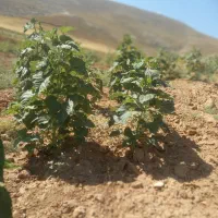 نیازمند علف باغ