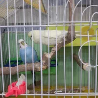 مرغ عشق|پرنده|کارون, |دیوار