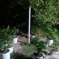 گلستان حسینی|گل و گیاه طبیعی|اردبیل, |دیوار