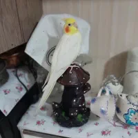 ۳عدد عروس هلندی