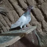 کفتر|حیوانات|بروجرد, |دیوار