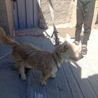 ماده شش ماهه