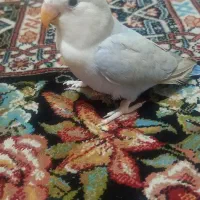 طوطی برزیلی کوتوله رام و دستی حلقه پا زیبا