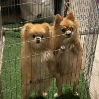 سگ گم شده|حیوانات|تبریز, |دیوار