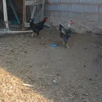 خروس بچه|حیوانات مزرعه|مرند, |دیوار