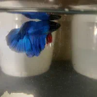 فایتر نر و ماده