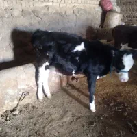 گاو و گوساله|حیوانات مزرعه|بروجرد, |دیوار