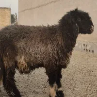 قوچ درجه یک بزری