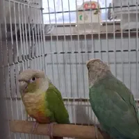 فروش یک جفت گریمچیک