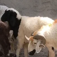 بره  نر
