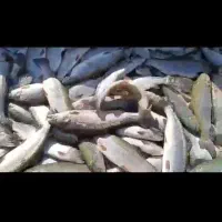 بچه ماهی تروت رنگین کمان|ماهی|لاهیجان, بازکیاگوراب|دیوار