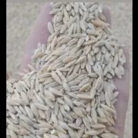 جو درجه یک