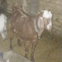 بز وکهره|حیوانات مزرعه|فیروزآباد (فارس), |دیوار