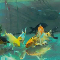 کوی نژاددار و کوی باله سوپر بلند و کوتاه|ماهی|پاکدشت, پاکدشت (مامازند)|دیوار