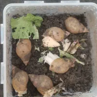 حلزون طبی  فوری فروشی