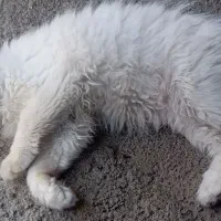 گربه. نژاد دار