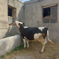 سیمنتال ابستن مونت.ادرس ورودی شهر مراغه.