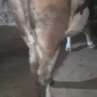 گاو گوشتی بی عیب|حیوانات مزرعه|خلیفان, |دیوار