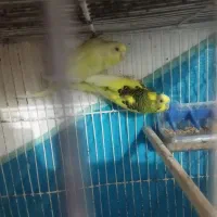 دوجفت مرغ عشق