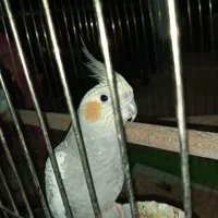 عروس هلندی همراه قفس|پرنده|بندر ماهشهر, |دیوار