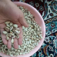 پسته امسالی