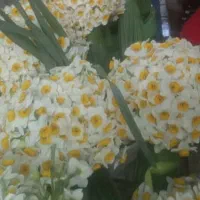 حدود بیست کیلو گل نرگس با عطر فراوان