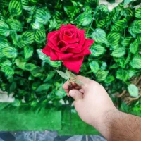 رز تک شاخه روز مادر