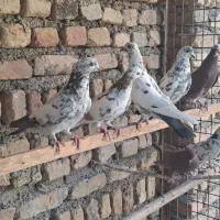 کبوتر قلمی
