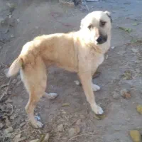 توله سرابی|سگ|قره قوین, |دیوار