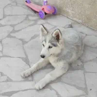 سگ هاسکی (توله)|سگ|فردیس, فردیس|دیوار