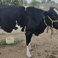 گاو آبستن روز10کیلوشیردارد