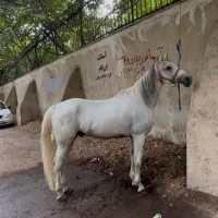 اسب نریان