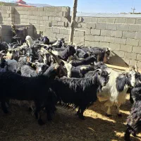 70راس بز|حیوانات مزرعه|همایجان, |دیوار