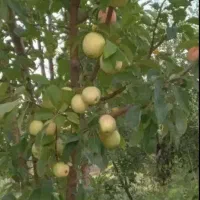 زمین گلخانه ای سند تک برگ|فروش دفتر صنعتی، کشاورزی، تجاری|تهران, چیتگر جنوبی|دیوار