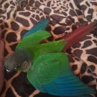 طوطی گرینجک نوزاد باهوش دستی  از سرلاک تازه گرفتم