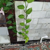 گیاه پتوس و دیفن باخیا سرحال ریشه پر|گل و گیاه طبیعی|تهران, یافت‌آباد|دیوار