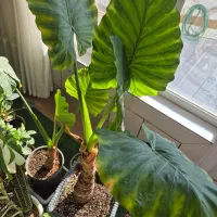 بابا ادم جاینت|گل و گیاه طبیعی|فلاورجان, |دیوار