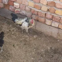 جوجه خروس ومرغ محلی