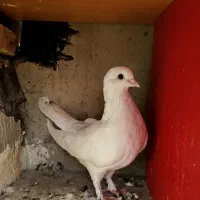 کبوتر|پرنده|مراغه, |دیوار
