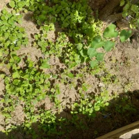 نهال بادمجون