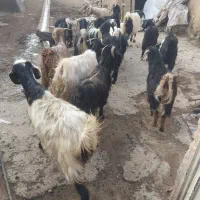 بز های شیری