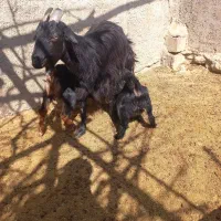 بز دوقلو زا ترکی وپاکستانی کولار کهره(سرچهان)|حیوانات مزرعه|شیراز, بازار|دیوار