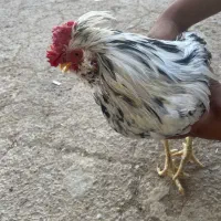 مرغ و خروس گلین