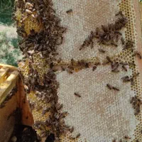عسل طبیعی ، عسل  بی نظیر کردستان