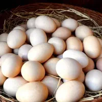 تخم مرغ