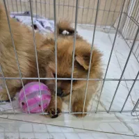 سگ پامرانین خرسی باهوش ۱۰ تومن