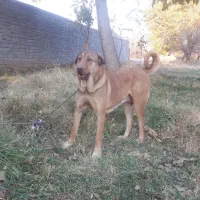 واگذاری ماده پژدر درجه یک سالم با سابقه زایمان|سگ|زنجان, |دیوار