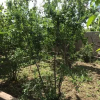 باغچه /سند دار /شهریار /سرمایه گذاری شبنم احمدی|فروش زمین و ملک کلنگی|شهریار, بکه|دیوار