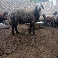 قوچ|حیوانات مزرعه|اردبیل, |دیوار