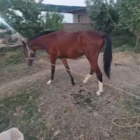 کره اسب نریون ۲ساله ترکمن کورسی|اسب و تجهیزات اسبسواری|قم, چهل درخت|دیوار